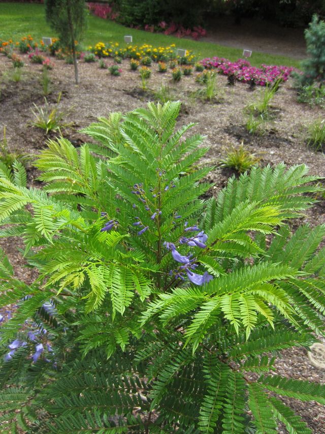 Dwarf Jacaranda Tree Bonsai Blue